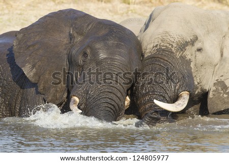 Two Bull African elephants play fight with each other in water. Kruger Park, South Africa