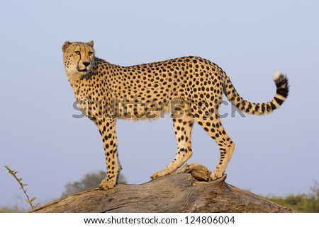 A Male Cheetah (Acinonyx Jubatus) Stands Lookout On Top Of A Dead Tree, South Africa