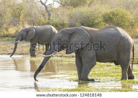 Two Bull elephants drinking water from a natural pan in Kruger Park, South Africa, (Loxodonta africana)