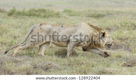 Male Lion stalking, (Panthera leo), Ngorongoro Crater Tanzania