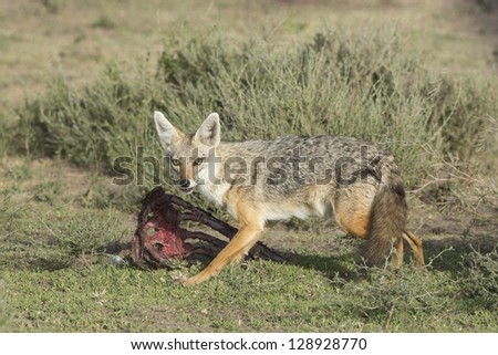 Golden Jackal (Canis aureus), Tanzania feeding on wildebeest carcass, Serengeti