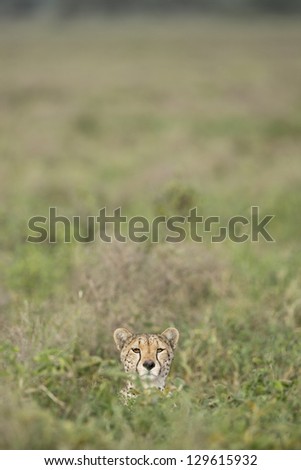 Female Cheetah (Acinonyx jubatus) in the Ndutu area of the Ngorongoro Conservation area of Tanzania