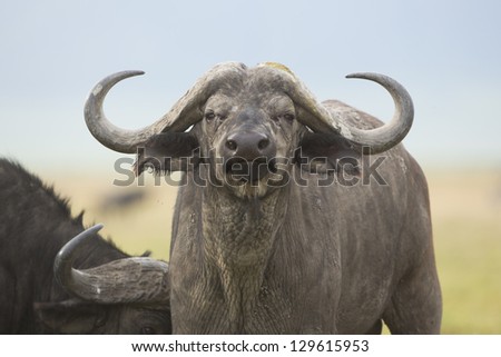 A male Cape Buffalo (Syncerus caffer) in the Ngorongoro Crater in Tanzania