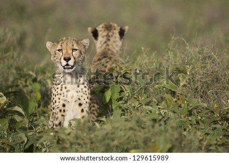 Two Cheetah cubs (Acinonyx jubatus) in the Ndutu area of the Ngorongoro Conservation area of Tanzania