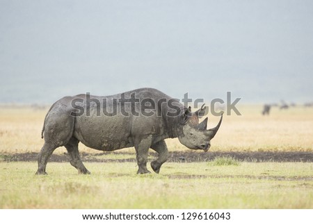 A Black Rhino (Diceros bicornis) walks in the rain at the Ngorongoro Crater in Tanzania