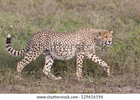 Cheetah cub (Acinonyx jubatus) in the Ndutu area of the Ngorongoro Conservation area of Tanzania