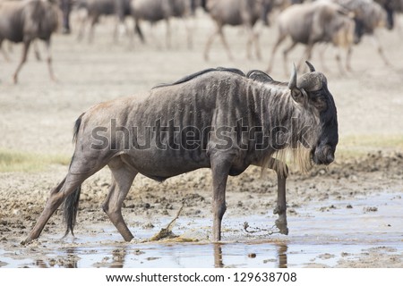 White Bearded Wildebeest on the great migration in the Ndutu area of the Ngorongoro Conservation area in Tanzania. (Connochaetes taurinus mearnsi)