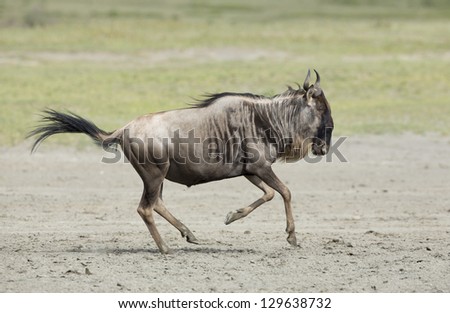 White Bearded Wildebeest running on the great migration in the Ndutu area of the Ngorongoro Conservation area in Tanzania. (Connochaetes taurinus mearnsi)