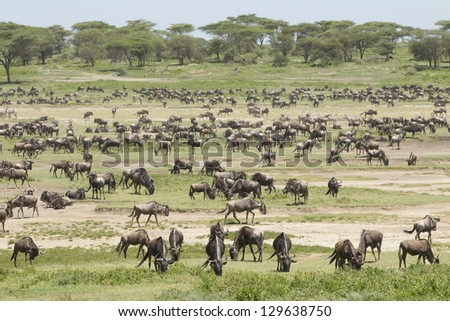 The Great Migration herds arrive in the Ndutu area to give birth to their calves and foals during February and March.
