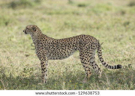 Female Cheetah (Acinonyx jubatus) in the Ndutu area of the Ngorongoro Conservation area of Tanzania