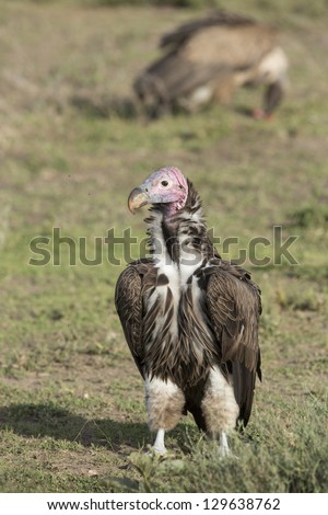 A Lappet Faced Vulture (Torgos tracheliotos) in the Ndutu area of the Ngorongoro Conservation area, Tanzania