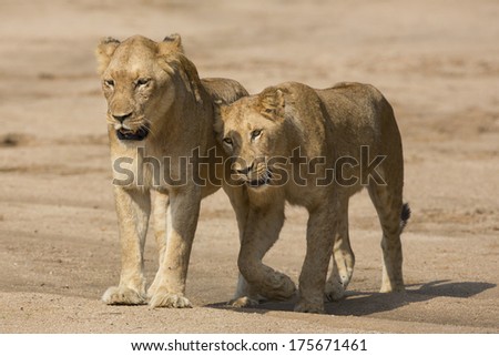 Two lionesses in South Africa's Mala Mala Private Game Reserve