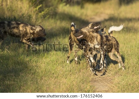 African Wild Dog group interacting in South Africa\'s Mala Mala Private Game Reserve