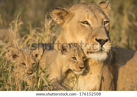 African Lion female and two cubs in South Africa\'s Mala Mala Game Reserve