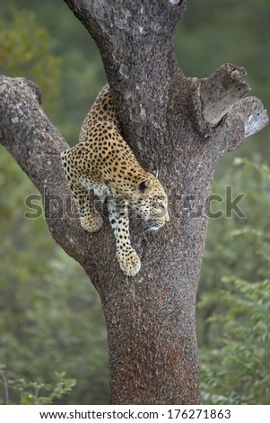 African Leopard climbing down tree in South Africa