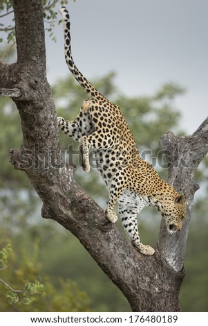 African Leopard climbing down tree in South Africa