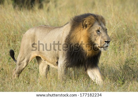 Male African Lion walking in South Africa's Private Game Reserve