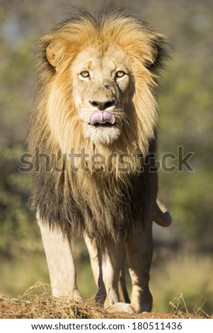 African lion male standing and starring South Africa
