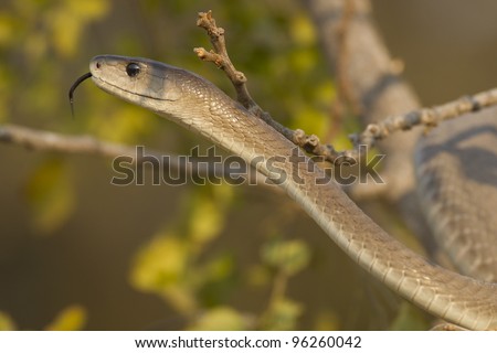 Black Mamba snake (Dendroaspis polylepis)