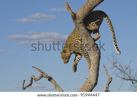 Female African Leopard (Panthera pardus) climbing down a tree in South Africa