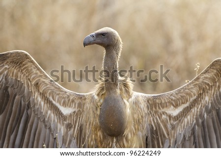 White Backed Vulture (Gyps africanus), with a full crop, Kruger Park, South Africa