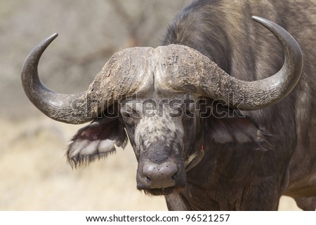 Cape Buffalo (Syncerus caffer)