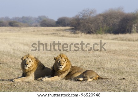 Male Lion pair or coalition (Panthera leo)