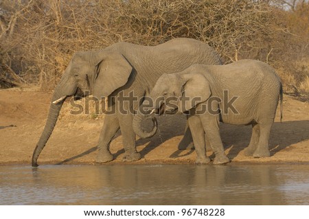 African Elephant (Loxodonta africana) drinking water in South Africa
