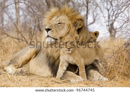 Male African Lion (Panthera leo) with cubs, South Africa