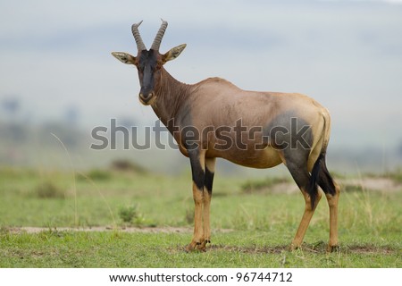 Topi Antelope