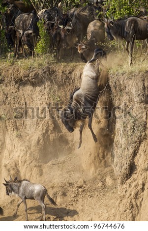 Kenya Wildebeest
