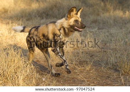 african cape dog