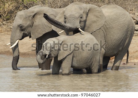 Herd of African Elephants (Loxodonta africana) drinking water, South Africa