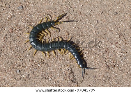 African Giant Blue Centipede