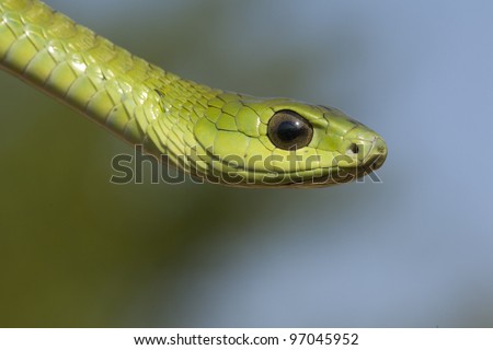 Boomslang Snake, (Dispholidus Typus) Stock Photo 970459