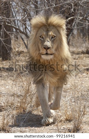 Male African Lion (Panthera leo) running