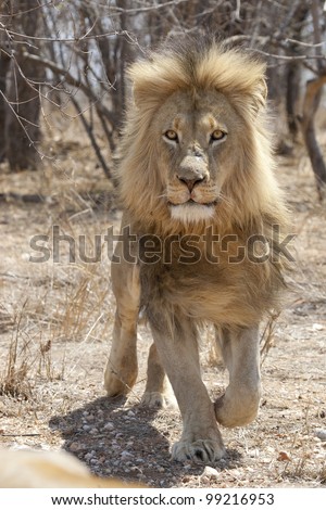 Male African Lion (Panthera leo) running