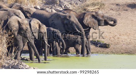 African Elephant herd (Loxodonta africana) drinking water next to a crocodile, South Africa