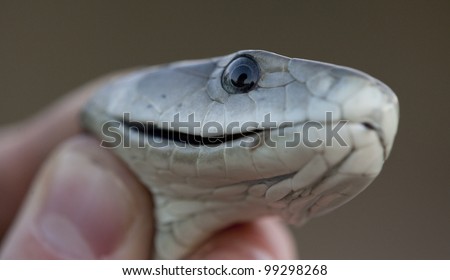 Black Mamba snake (Dendroaspis polylepis) being held by a person