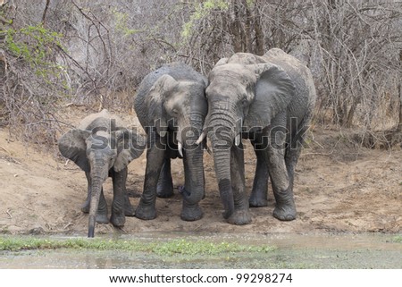 African Elephants (Loxodonta africana) drinking water, South Africa