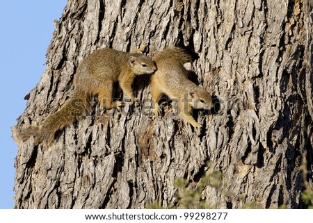 Tree squirrels (Paraxerus cepapi), South Africa
