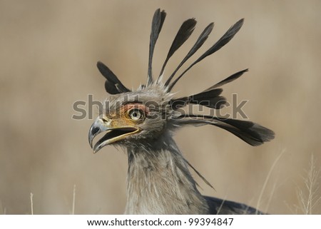 Secretary Bird (Sagittarius serpentarius), South Africa