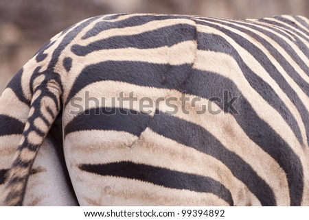 Burchells Zebra (Equus burchellii) old wound on the rump from a lion attack, south africa