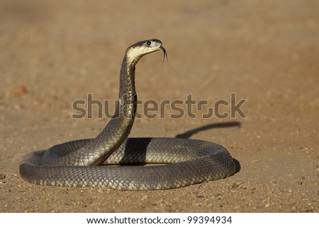 Snouted Cobra (Naja annulifera) hooded in defensive posture, tongue out, South Africa
