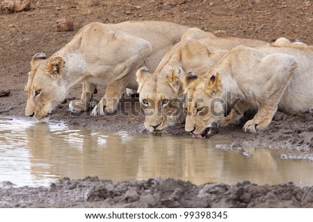 Pride of female African Lions (Panthera leo) drinking water from a natural pan in South Africa