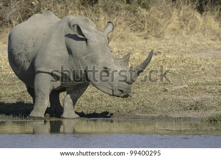 White Rhino (Ceratotherium simum) at a natural water pan in South Africa