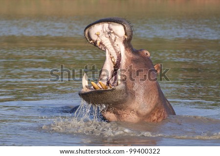 Hippo (Hippopotamus amphibius) with open mouth displaying aggression, South Africa