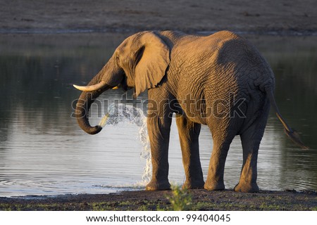 African Elephant Bull (Loxodonta africana) drinking water, South Africa