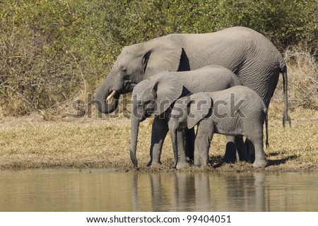 African Elephants (Loxodonta africana) drinking water, South Africa