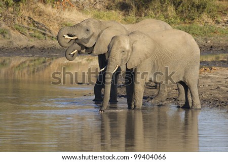 African Elephants drinking water (Loxodonta africana) South Africa